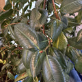 Fresh Rubber Tree Cutting for Rooting - Ficus elastica - Indoor Plant Propagation, Healthy Growth
