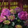 Hydrangea macrophylla Summer Crush Starter Plants – 4 Rooted Plugs, Vibrant Pink & Blue Blooms, Compact Bushy Growth