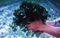Watercress Seeds - 100 Pack - Nutrient-Rich Aquatic Herb - Nasturtium officinale