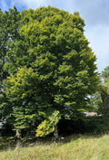 European Hornbeam Tree Seeds Bulk - Carpinus Betulus for Hedges & Landscaping