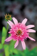 Pink Double Delight Coneflower Seeds | Echinacea purpurea Perennial Flowers | Drought-Tolerant, Butterfly Attracting, Garden Bed & Container Planting