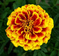 French Marigold Seeds - 600+ Dwarf Naughty Marietta Tagetes patula Insect Repellent Annual Plant