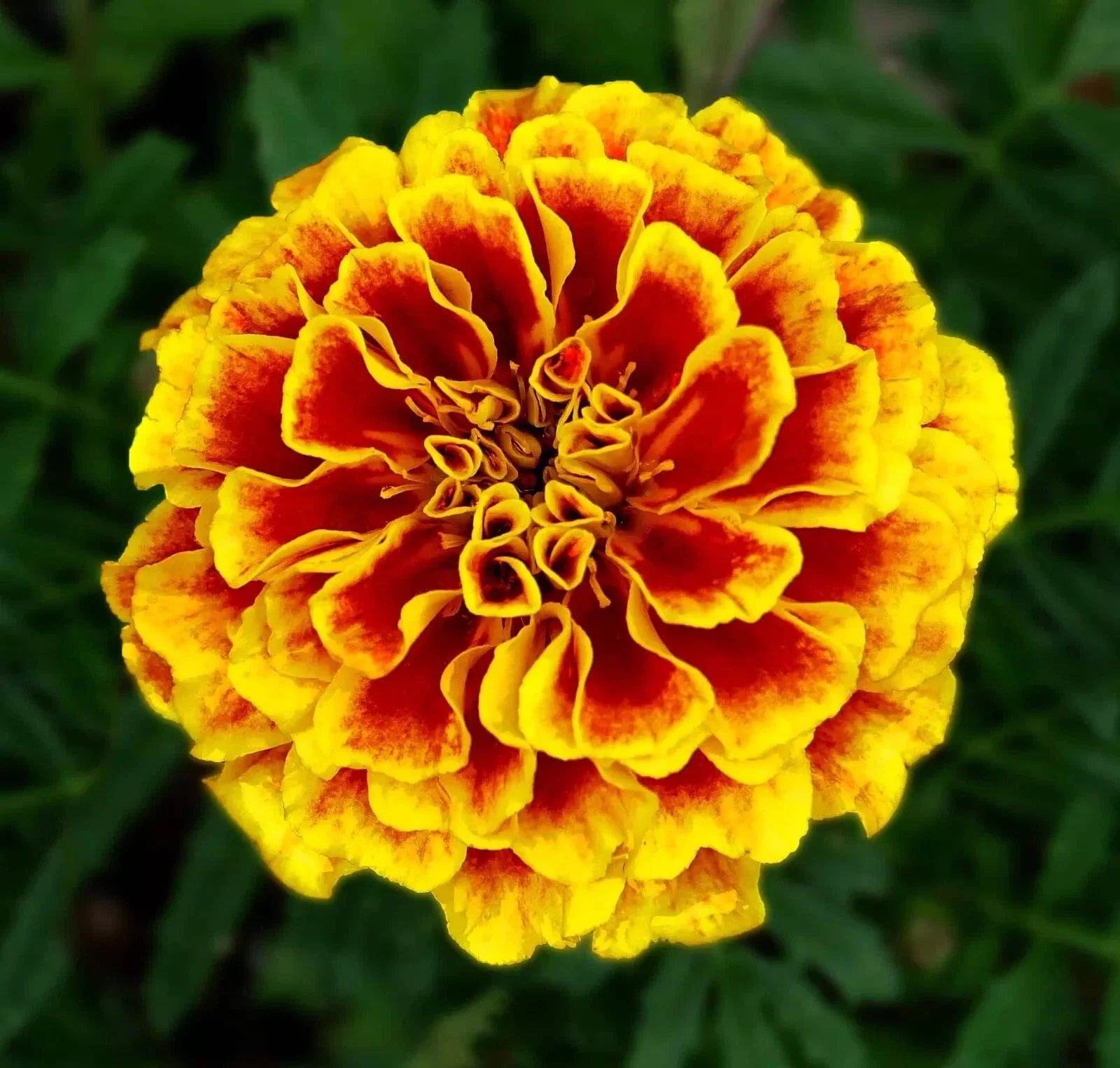 French Marigold Seeds - 600+ Dwarf Naughty Marietta Tagetes patula Insect Repellent Annual Plant
