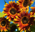 Heirloom Sunflower Seeds - Non-GMO Open-Pollinator - Earthwalker Variety - Helianthus annuus - Tall Bright Yellow Blooms, Attract Pollinators