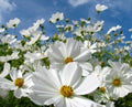 Cosmos Purity Flower Seeds - White Blooms, Easy to Grow, Cosmos bipinnatus, Pack of 30