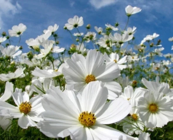 Cosmos Purity Flower Seeds - White Blooms, Easy to Grow, Cosmos bipinnatus, Pack of 30