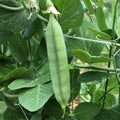Early Frosty Pea Seeds 25 Pack Heirloom Non-GMO Green Pod Vegetable Garden Seeds Pisum sativum