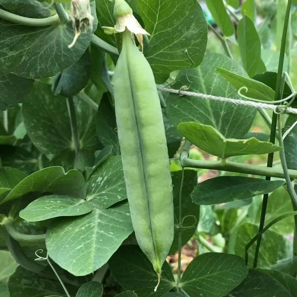 Early Frosty Pea Seeds 25 Pack Heirloom Non-GMO Green Pod Vegetable Garden Seeds Pisum sativum