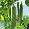 Luffa Gourd Seeds - 30pcs Non-GMO Chubby Pier Variety for Loofah Sponge Plant - Luffa aegyptiaca