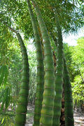 Buddha Belly Bamboo Seeds - 50 Pack Clumping Privacy Plant for Garden & Landscaping Bambusa vulgaris 'Wamin'