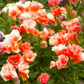 Orange Glory Godetia Seeds – Double Flowering Clarkia amoena for Garden, Borders, Containers, 2025 Planting