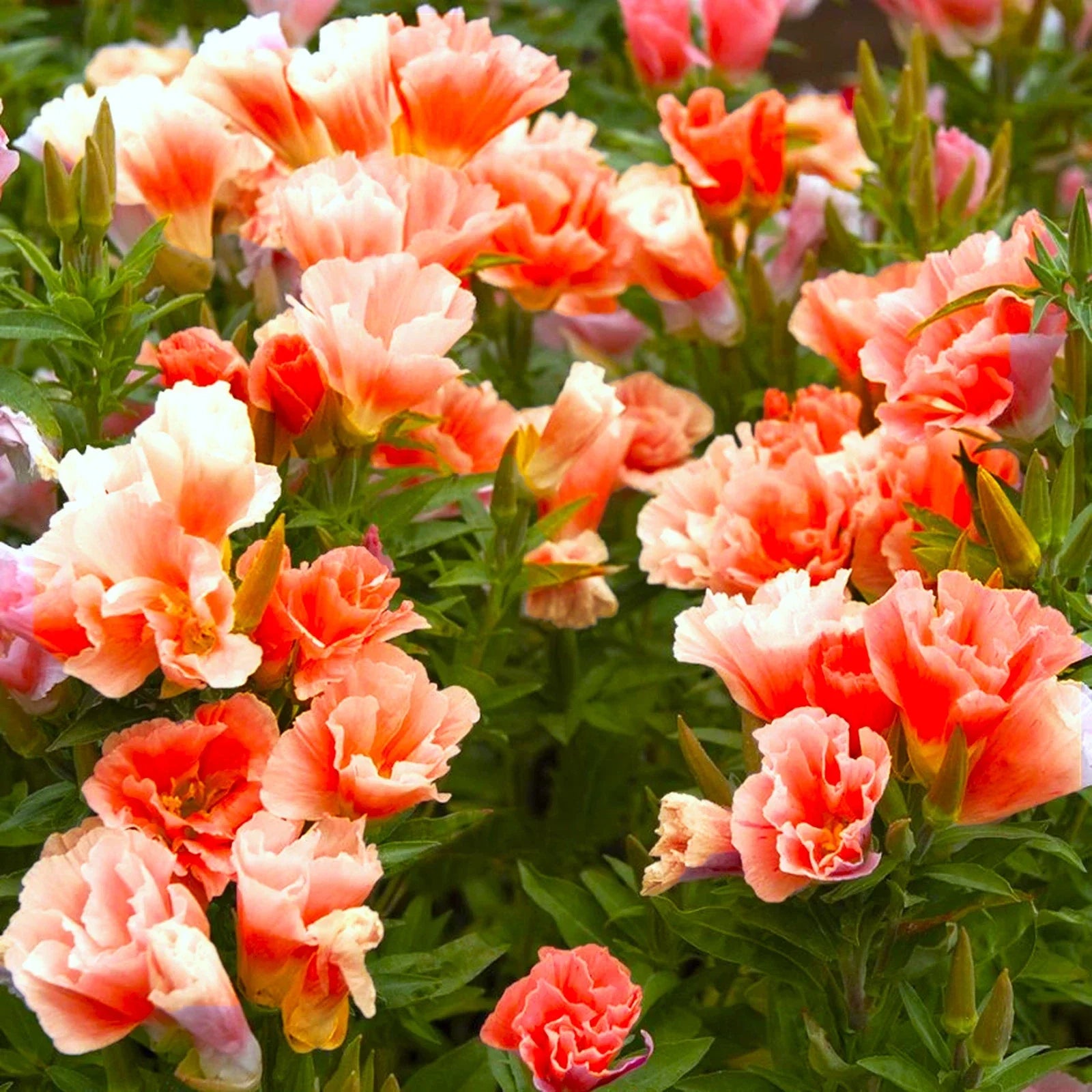Orange Glory Godetia Seeds – Double Flowering Clarkia amoena for Garden, Borders, Containers, 2025 Planting
