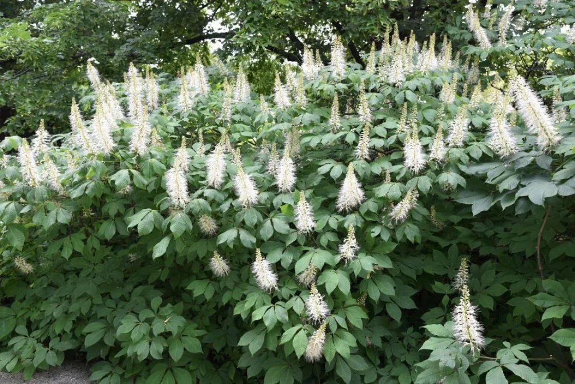 Bottlebrush Buckeye Live Plant - Bare Root, 12+ Inches, Aesculus parviflora, Shade Shrub for Erosion Control & Pollinator Garden