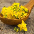 St. John's Wort Seeds - 500 Non-GMO Hypericum perforatum Perennial Herb with Yellow Flowers for Gardens and Pollinators