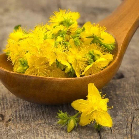 St. John's Wort Seeds - 500 Non-GMO Hypericum perforatum Perennial Herb with Yellow Flowers for Gardens and Pollinators