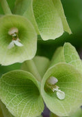 Bells of Ireland Flowers - Dried & Fresh - Bell-Shaped Bracts - Molucella laevis for Floral Arrangements