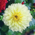 Serenade Dahlia Flower Seeds - Perennial Garden Plants - Vibrant Blooming Flowers - Dahlia pinnata Seed Packet