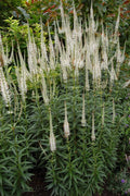 Culver's Root Live Starter Plant - Veronicastrum virginicum - Perennial Flowering Plant in 4-inch Pot