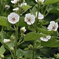 Marshmallow Seeds Non-GMO Althaea Officinalis Perennial Herb for Garden, Culinary & Herbal Uses, Seed Packet