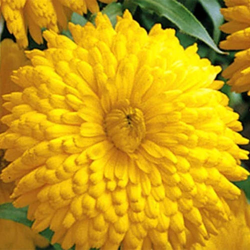 Calendula Seeds | Heirloom Golden Emperor | Double Yellow Flowers | Calendula officinalis, Bright Blooms, Pollinator Attractant