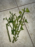 Meyer Lemon & Fukushu Changshou Kumquat Unrooted Plant Cuttings – Citrus × meyeri & Fortunella margarita