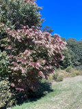 Lily of the Valley Sourwood Seeds - 1,000 Count, Oxydendrum arboreum, Deciduous Tree for Garden & Landscape, Honey Bee Support