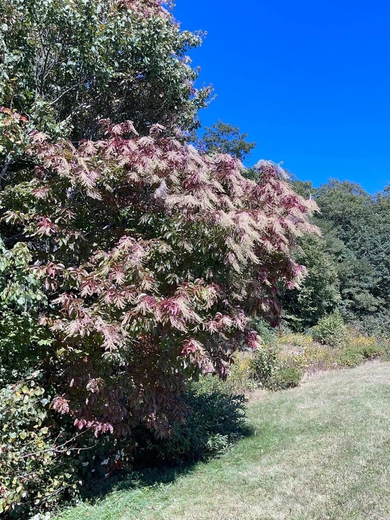 Lily of the Valley Sourwood Seeds - 1,000 Count, Oxydendrum arboreum, Deciduous Tree for Garden & Landscape, Honey Bee Support