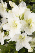 Small Rooted Snow Azalea Starter Plant - Rhododendron deciduous, white blooms, compact shrub, garden border, container plant