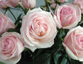 Unrooted Rose Cuttings 6” Long - Rosa 'Francis Meilland' Garden Propagation Fresh Cuttings