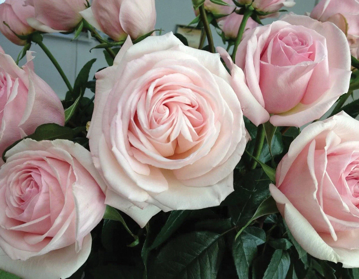Unrooted Rose Cuttings 6” Long - Rosa 'Francis Meilland' Garden Propagation Fresh Cuttings
