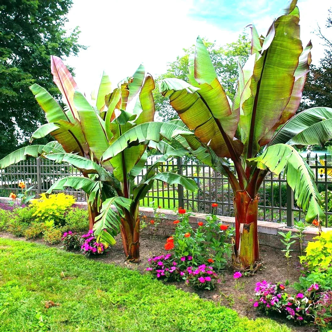 Red Abyssinian Banana Plant Seeds - Musa Ensete Ventricosum, Rare Tropical Plant Seeds for Gardening & Collecting