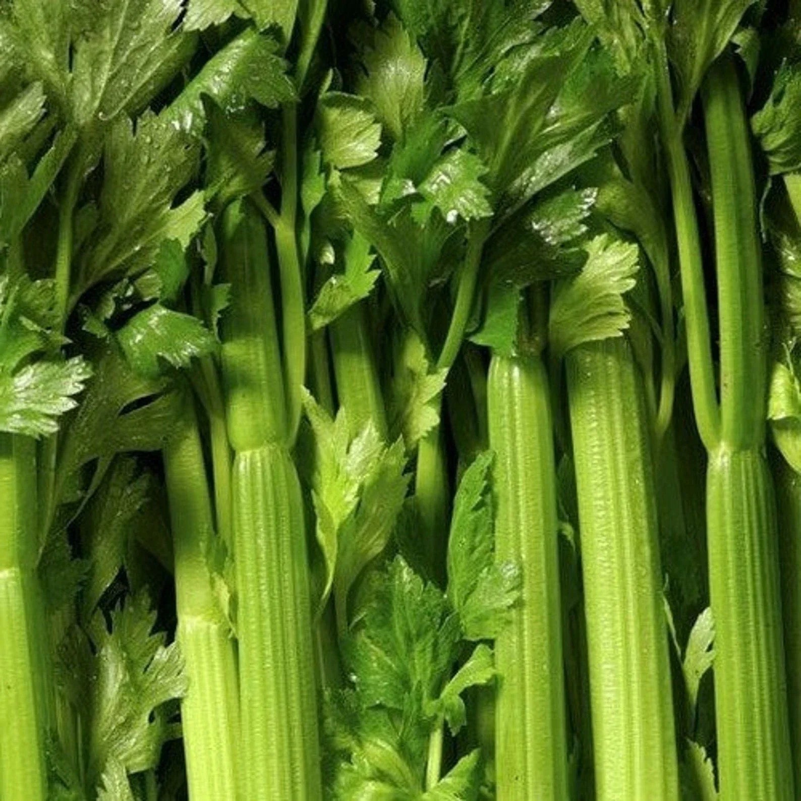 Tendercrisp Celery Seeds - Non-GMO Apium graveolens Vegetable Seeds, 2000+ Seeds for Crisp Stalks, Salad & Cooking