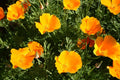 California Orange Poppy Seeds Pack of 200+ | Eschscholzia californica Wildflower for Garden Planting