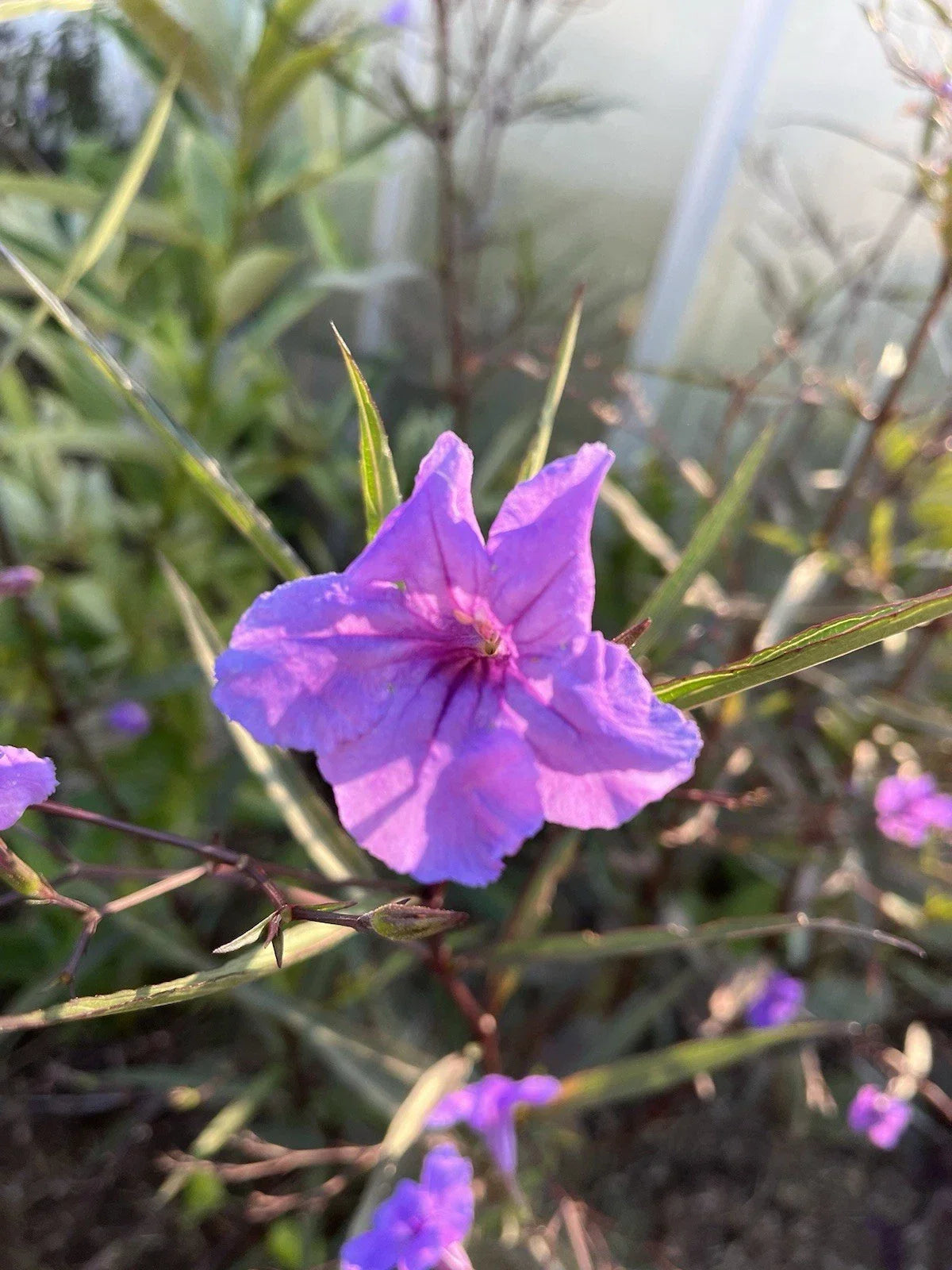 Mexican Petunia Rhizome Root Cuttings – 6 Flowering Ruellia simplex Plants for Garden, Borders, and Ground Cover