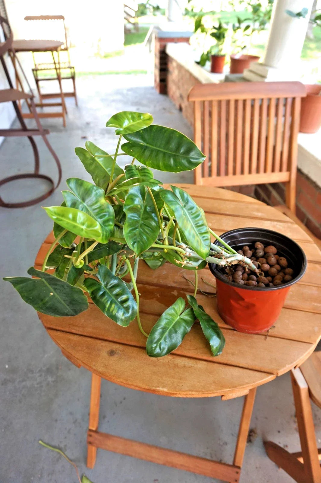 Philodendron Burle-Marxé Plant in 6” Planter, Large Tropical Houseplant, Bare-Root Shipping, Indoor Garden, Air-Purifying, Low Maintenance