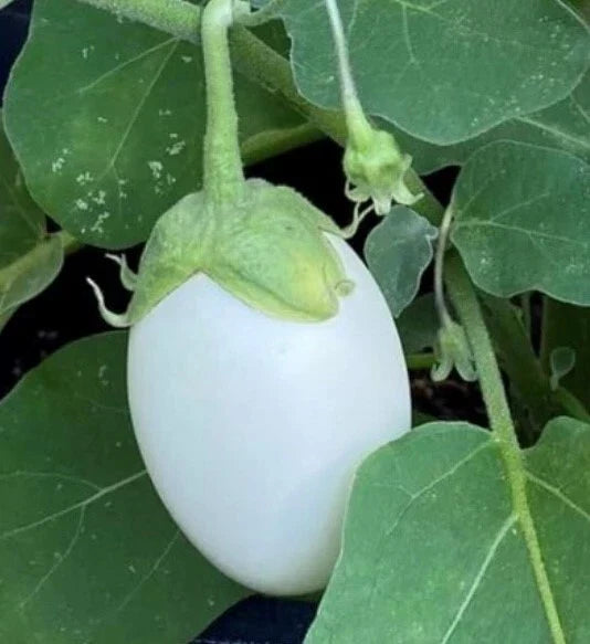 White Eggplant Seeds - Non-GMO Heirloom, Organic Garden Eggplant, Solanum melongena, Full Sun, Container Friendly