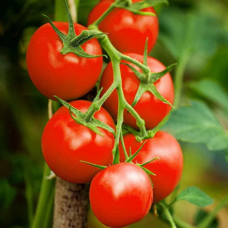 Moneymaker Tomato Seeds – 25 Seeds – Delicious Solanum lycopersicum for Home Gardening & Container Growing