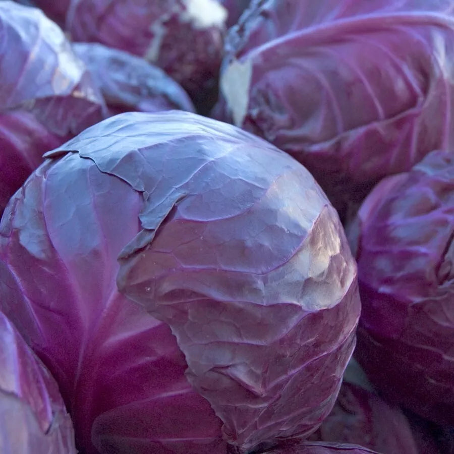 Red Acre Cabbage Seeds - Heirloom, NON-GMO, Brassica oleracea, 400+ Seeds for Home Garden, Nutrient-Rich, Easy to Grow