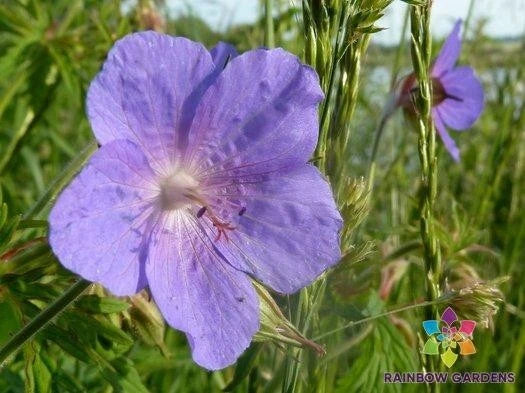 Irish Blue Geranium Seeds - 25+ Pack, Perennial Flower, Geranium 'Johnson's Blue', Garden Planting, Easy to Grow, USA