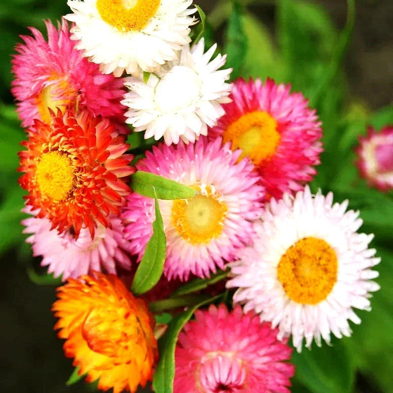 Strawflower Seeds - Spring Mix, Drought & Heat Tolerant, Perennial Daisy, Xerochrysum bracteatum, 50 Seeds