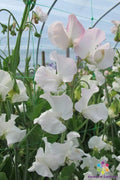 Polar Star Sweet Pea Seeds - 50+ Pack, Fragrant Climbing Flower Seeds, Lathyrus odoratus for Garden Planting
