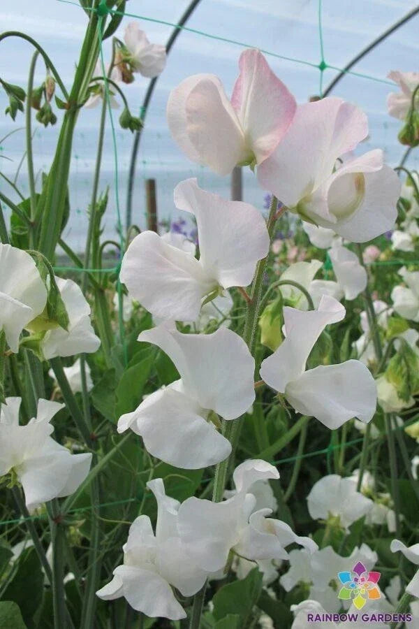 Polar Star Sweet Pea Seeds - 50+ Pack, Fragrant Climbing Flower Seeds, Lathyrus odoratus for Garden Planting