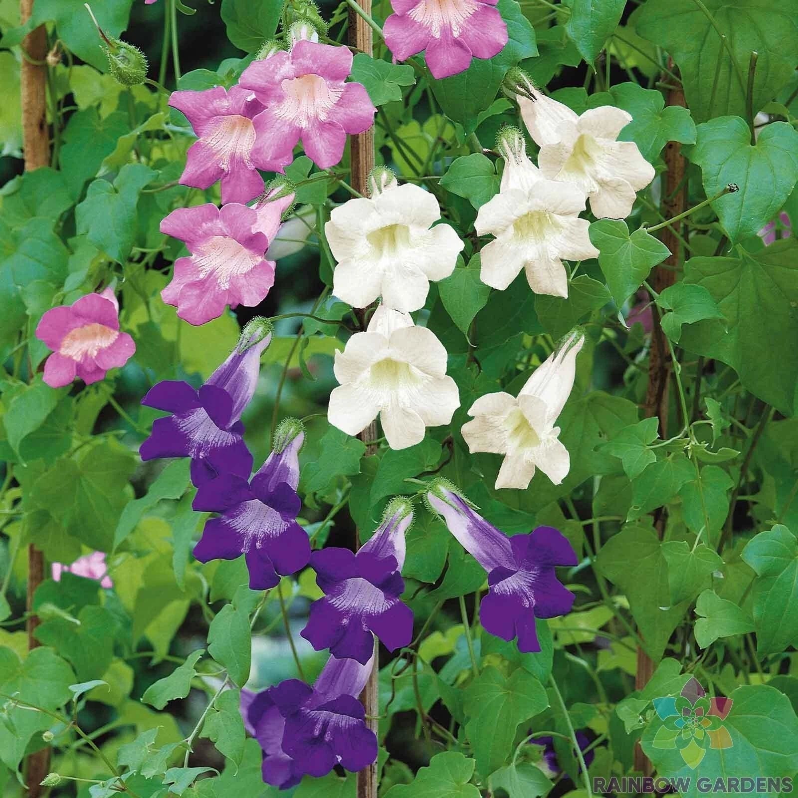 Climbing Snapdragon Seeds Mix - 1000+ Antirrhinum majus Garden Planting Seeds for Borders & Trellises