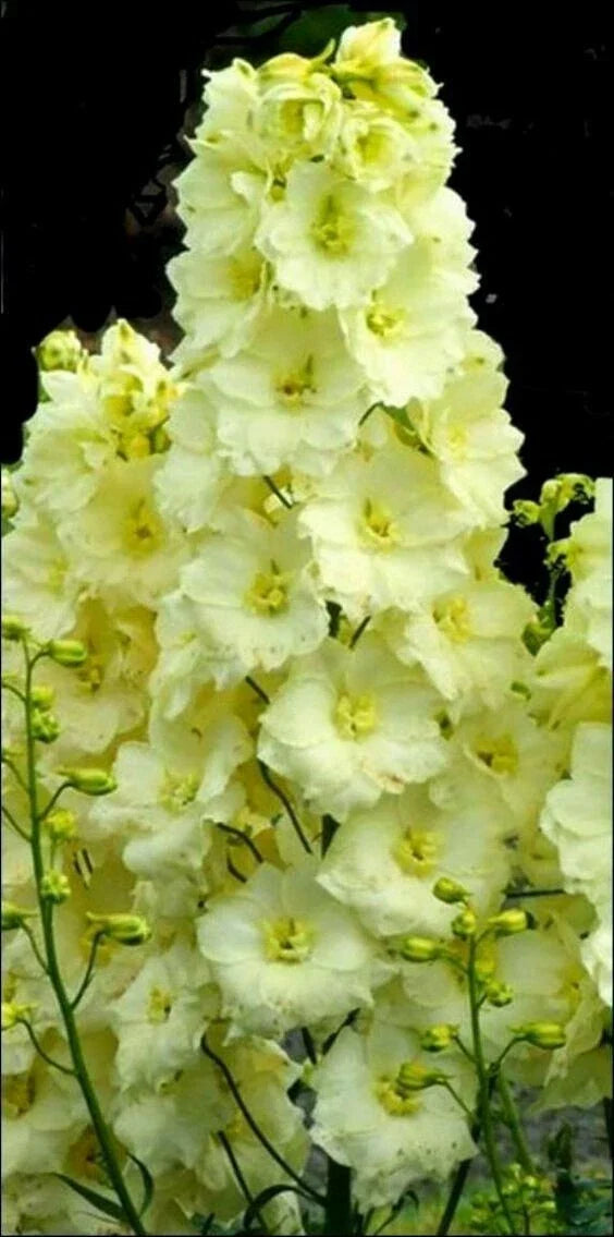 Yellow Delphinium Seeds - Perennial Garden Flower Seeds - Delphinium ajacis - Full Sun to Partial Shade - 50 Seeds
