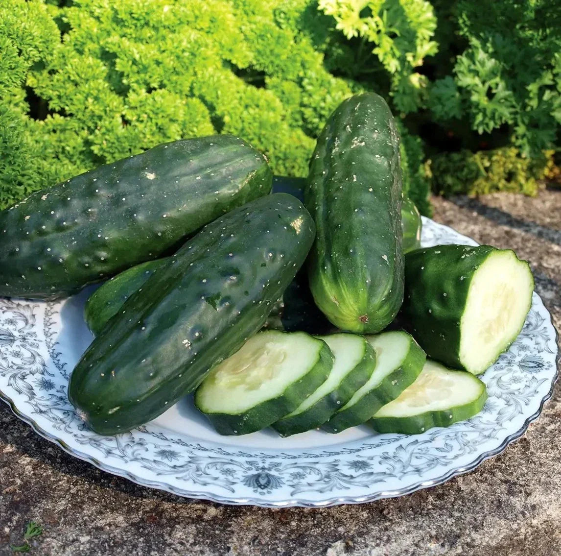 Double Yield Organic Cucumber Seeds – Heirloom, Non-GMO, Cucumis sativus, Fresh Gardening Seeds, Vining, Packaged Seeds