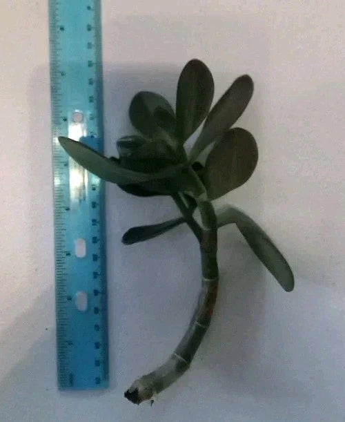7" Rooted Green Jade Succulent Plant Crassula ovata Easy Care Indoor Houseplant