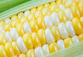 Ambrosia Sweet Corn Seeds - 250 Count, Non-GMO Heirloom Zea mays, Sweet Corn for Home Garden, Full Sun, Tall Upright Plants
