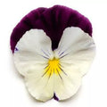 Pansy Seeds 15 Pack Cool Wave Violet Wing Trailing Viola x wittrockiana for Hanging Baskets