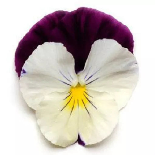 Pansy Seeds 15 Pack Cool Wave Violet Wing Trailing Viola x wittrockiana for Hanging Baskets