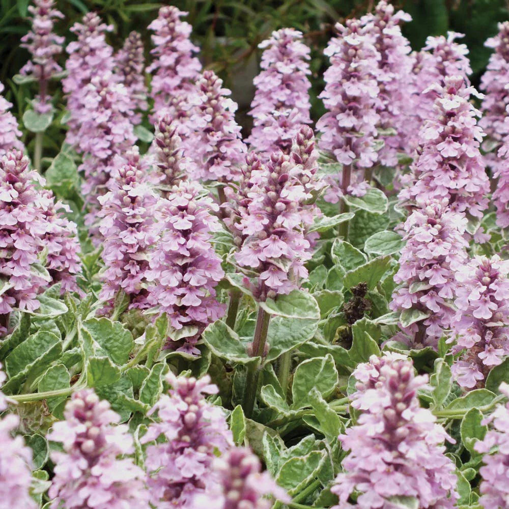 Ajuga Pink Lightning Live Plant - Variegated Ground Cover Perennial - Ajuga reptans, Pink and Green Foliage